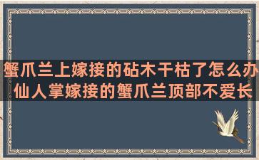 蟹爪兰上嫁接的砧木干枯了怎么办 仙人掌嫁接的蟹爪兰顶部不爱长